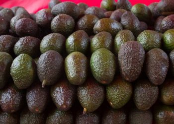 Kilo de Aguacate alcanza los 80 pesos