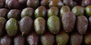Kilo de Aguacate alcanza los 80 pesos