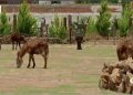 Santuario protege de extinción al Burro mexicano