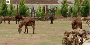 Santuario protege de extinción al Burro mexicano