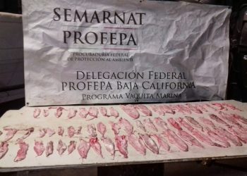 Decomisaron 43 piezas de Totoaba en Baja California