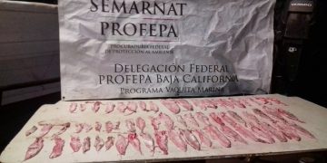 Decomisaron 43 piezas de Totoaba en Baja California