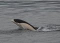Avistan delfines lisos en Chile
