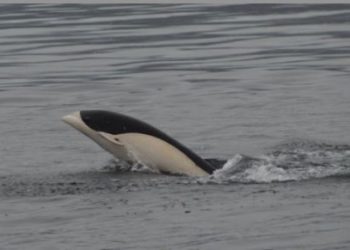 Avistan delfines lisos en Chile