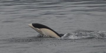 Avistan delfines lisos en Chile
