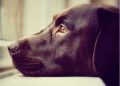 Estudian la mirada irresistible de los perros
