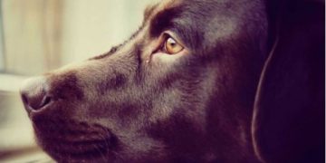 Estudian la mirada irresistible de los perros