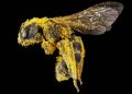 El ser vivo más importante del planeta es la abeja