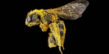 El ser vivo más importante del planeta es la abeja