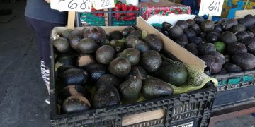El precio del aguacate subió: hasta 80 pesos el kilo