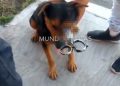Anciano con historial agresivo, clava tijeras a un perro