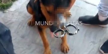 Anciano con historial agresivo, clava tijeras a un perro