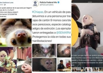 Animales exóticos decomisados son vendidos por agentes de la FGR