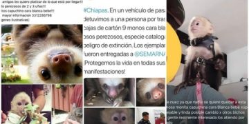 Animales exóticos decomisados son vendidos por agentes de la FGR