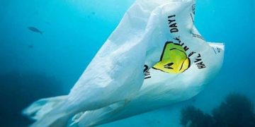 Generan bolsa de bioplastico que puede ser consumida por peces y por humanos
