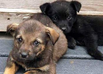 Según la ciencia, tu perro se estresa contigo