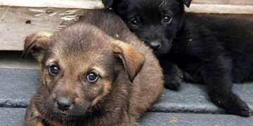 Según la ciencia, tu perro se estresa contigo