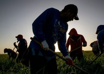 “Fiebre del valle”: enfermedad letal para trabajadores agrícolas migrantes de California