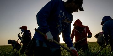 “Fiebre del valle”: enfermedad letal para trabajadores agrícolas migrantes de California