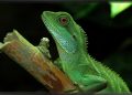 Hembras de dragón verde pueden tener crías sin ser fecundadas