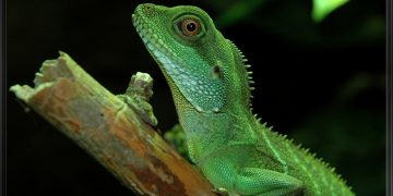 Hembras de dragón verde pueden tener crías sin ser fecundadas