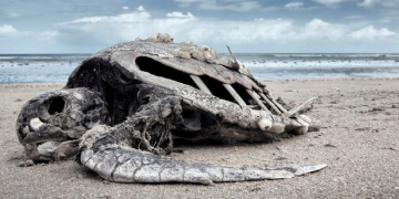 Los humanos están provocando la sexta extinción masiva
