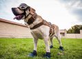 Frida, la perrita rescatista, se jubila