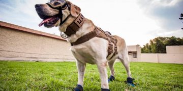 Frida, la perrita rescatista, se jubila
