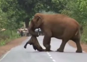 Grupo de elefantes atraviesa una carretera cargando una cría muerta