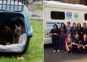 Los gatos del Palacio Nacional fueron liberados posterior a revisión médica