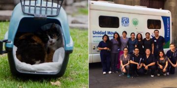 Los gatos del Palacio Nacional fueron liberados posterior a revisión médica