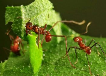 Hormigas practican la agricultura sostenible