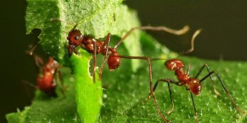 Hormigas practican la agricultura sostenible