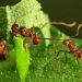 Hormigas practican la agricultura sostenible