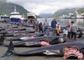 Matan a más de 2500 delfines por una tradición en Dinamarca