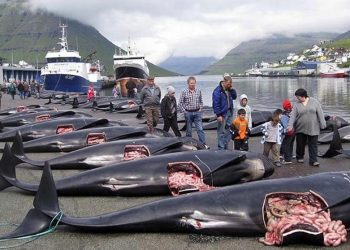 Matan a más de 2500 delfines por una tradición en Dinamarca
