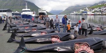 Matan a más de 2500 delfines por una tradición en Dinamarca