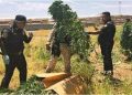 Plantas de mariguana fueron encontradas dentro de refinería de Pemex