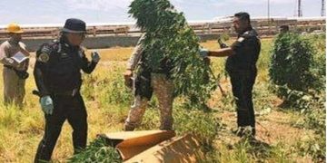 Plantas de mariguana fueron encontradas dentro de refinería de Pemex