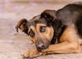 Alemania es un país sin perros callejeros