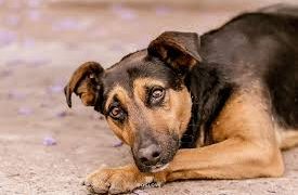 Alemania es un país sin perros callejeros