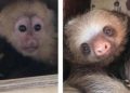 Animales rescatados en peligro de extinción fueron vendidos en internet por por FGR