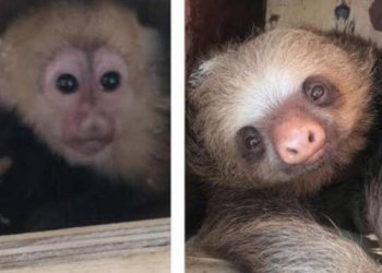 Animales rescatados en peligro de extinción fueron vendidos en internet por por FGR