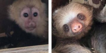 Animales rescatados en peligro de extinción fueron vendidos en internet por por FGR