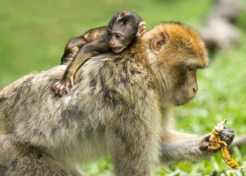 Monos toman decisiones complejas para resolver problemas