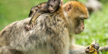 Monos toman decisiones complejas para resolver problemas