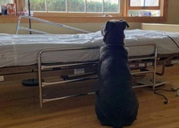 Perrito esperó a su dueño fallecido junto a la cama del hospital