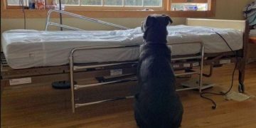 Perrito esperó a su dueño fallecido junto a la cama del hospital