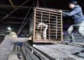 Osa polar hambrienta fue capturada y enviada a zoológico