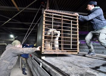 Osa polar hambrienta fue capturada y enviada a zoológico